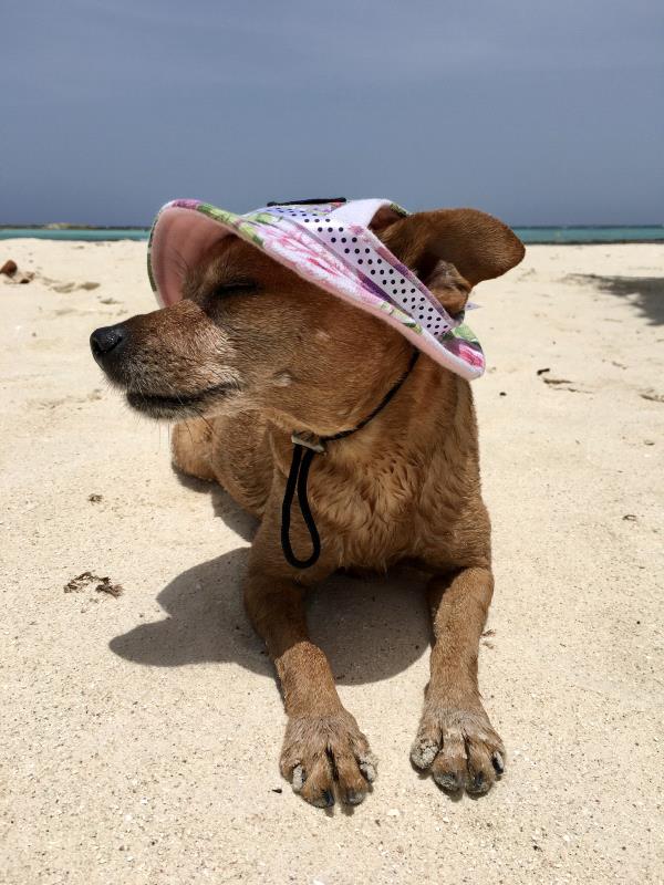 /Images/uploads/Humane Rescue Alliance/HRACalendarPhotoContest/entries/8538thumb.jpg